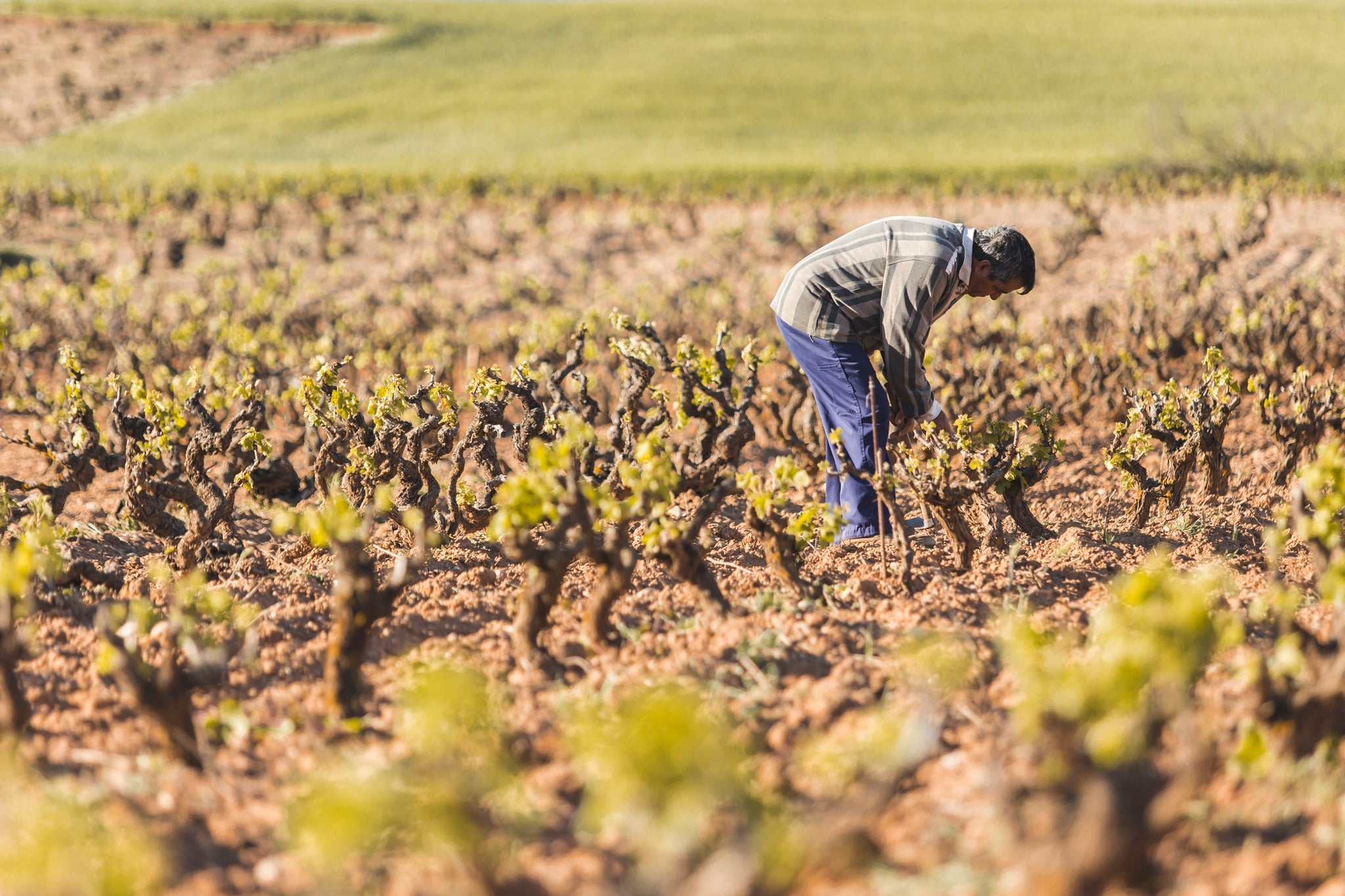 Bodegas Antídoto