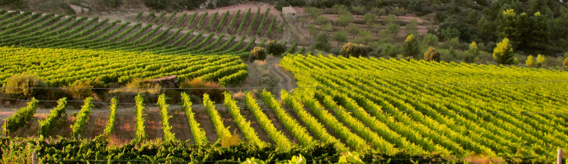 Cara Nord Celler